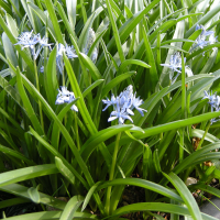 Hyacinthoides italica (Scille d'Italie)