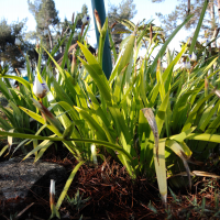 Neomarica gracilis (Iris)