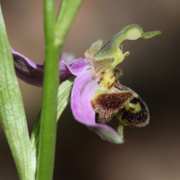 ophrys_apifera7bd