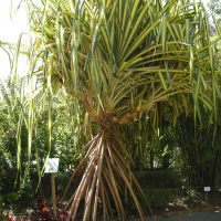 pandanus_sanderi_tricolor1md