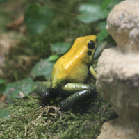 phyllobates_terribilis3md