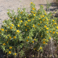 Scolymus hispanicus (Scolyme d'Espagne)