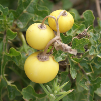 solanum_pyracanthum5td (Solanum pyracanthum)