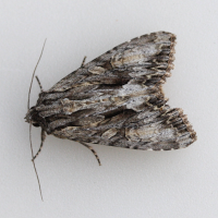 apamea_monoglypha2md (Apamea monoglypha)