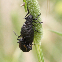 arima_marginata3md (Arima marginata)