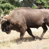 Bison bonasus (Bison d'Europe)