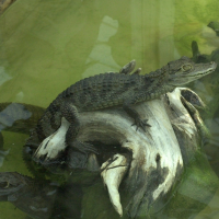 Caiman crocodilus (Caïman commun, Caïman à lunettes)