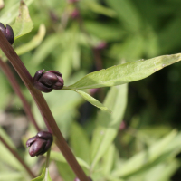 cardamine_bulbifera3md (Cardamine bulbifera)