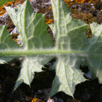 carduus_tenuiflorus4md (Carduus tenuiflorus)