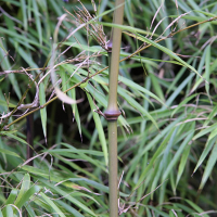 Chimonobambusa tumidissinoda (Bambou)