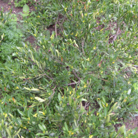 Cneorum tricoccon (Camélée)