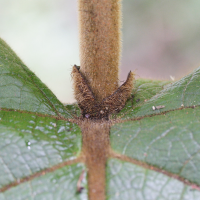 coccoloba_pubescens4md (Coccoloba pubescens)