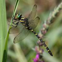 cordulegaster_boltonii3bd (Cordulegaster boltonii)