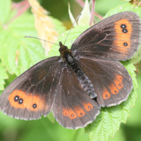 erebia_ligea3bd (Erebia ligea)