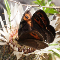 erebia_neoridas2md (Erebia neoridas)