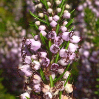 erica_vagans3md (Erica vagans)