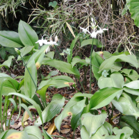 Urceolina x amazonica (Lys de l'Amazonie, Lis de l'Amazonie)
