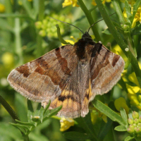 euclidia_glyphica6bd (Euclidia glyphica)