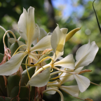 hedychium_flavescens4md