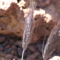 hordeum_comosum2md