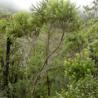 Hubertia ambavilla (Hubertie ambaville, Ambaville)