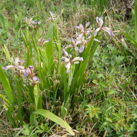 iris_foetidissima3md