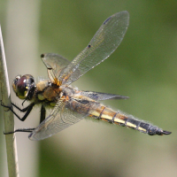 libellula_quadrimaculata6md