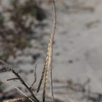 matthiola_sinuata6bd