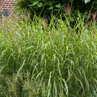 Miscanthus sinensis (Roseau de Chine, Eulalie)