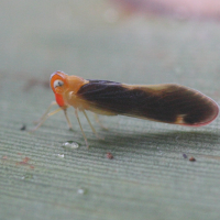 Muirileguatia borbonica (Cicadelle)