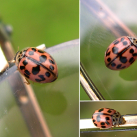 Oenopia conglobata (Coccinelle rose)