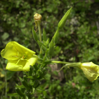 oenothera_biennis2md