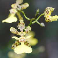 oncidium_altissimum2md