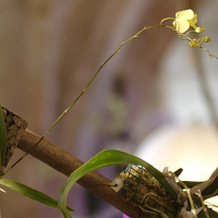 Oncidium onustum (Oncidium)