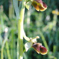 Ophrys sphegodes (Ophrys araignée)