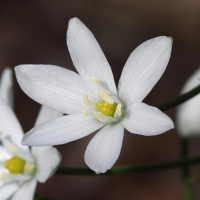 ornithogalum_magnum2bd