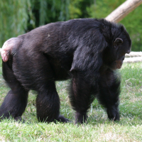 Pan troglodytes (Chimpanzé)