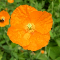 papaver_atlanticum2md