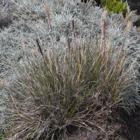 Pennisetum caffrum (Pennisetum)