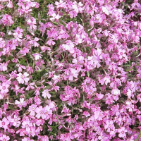 phlox_subulata2bd