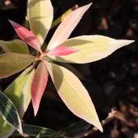 pieris_japonica_flaming_silver5md