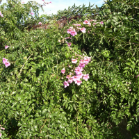 Podranea ricasoliana (Bignone rose)