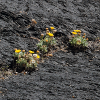 pulicaria_canariensis4md