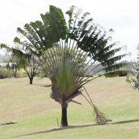 ravenala_madagascariensis5md