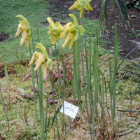 Sarracenia flava var. flava (Sarracène jaune, Sarracénie jaune)