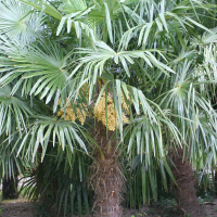 trachycarpus_fortunei5md (Trachycarpus fortunei)