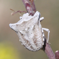 Ventocoris achivus (Punaise)