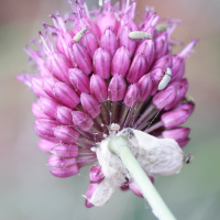 allium_sphaerocephalon3md (Allium sphaerocephalon)