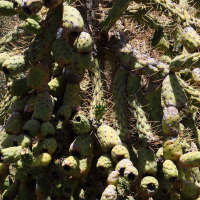 austrocylindropuntia_cylindrica6md (Austrocylindropuntia cylindrica)