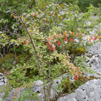 berberis_vulgaris7md (Berberis vulgaris)